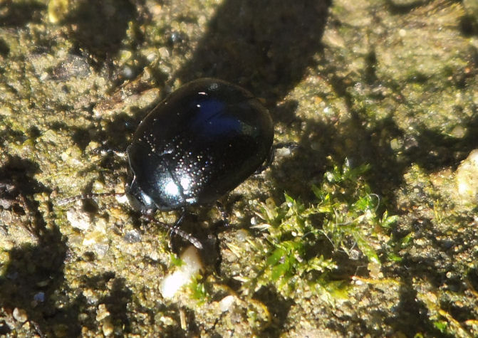 Chrysolina haemoptera  L. criofila!